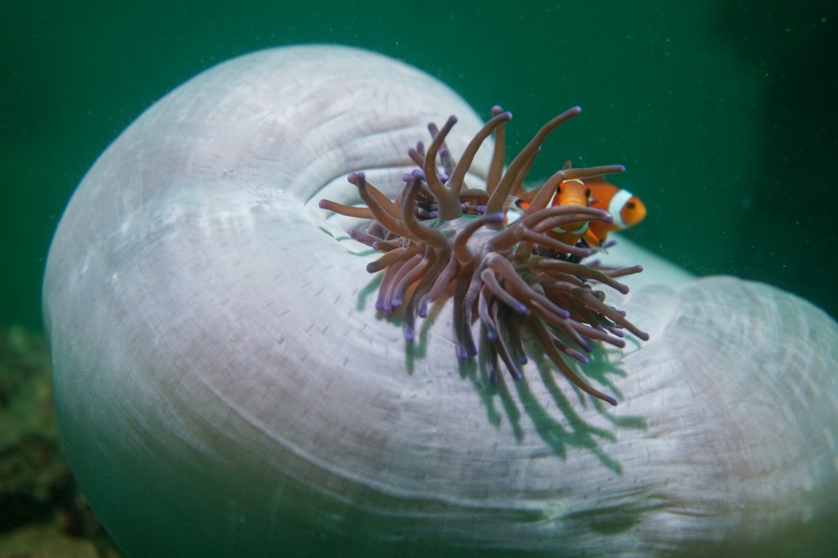 Pez payaso escondido en una anémona en Port Barton