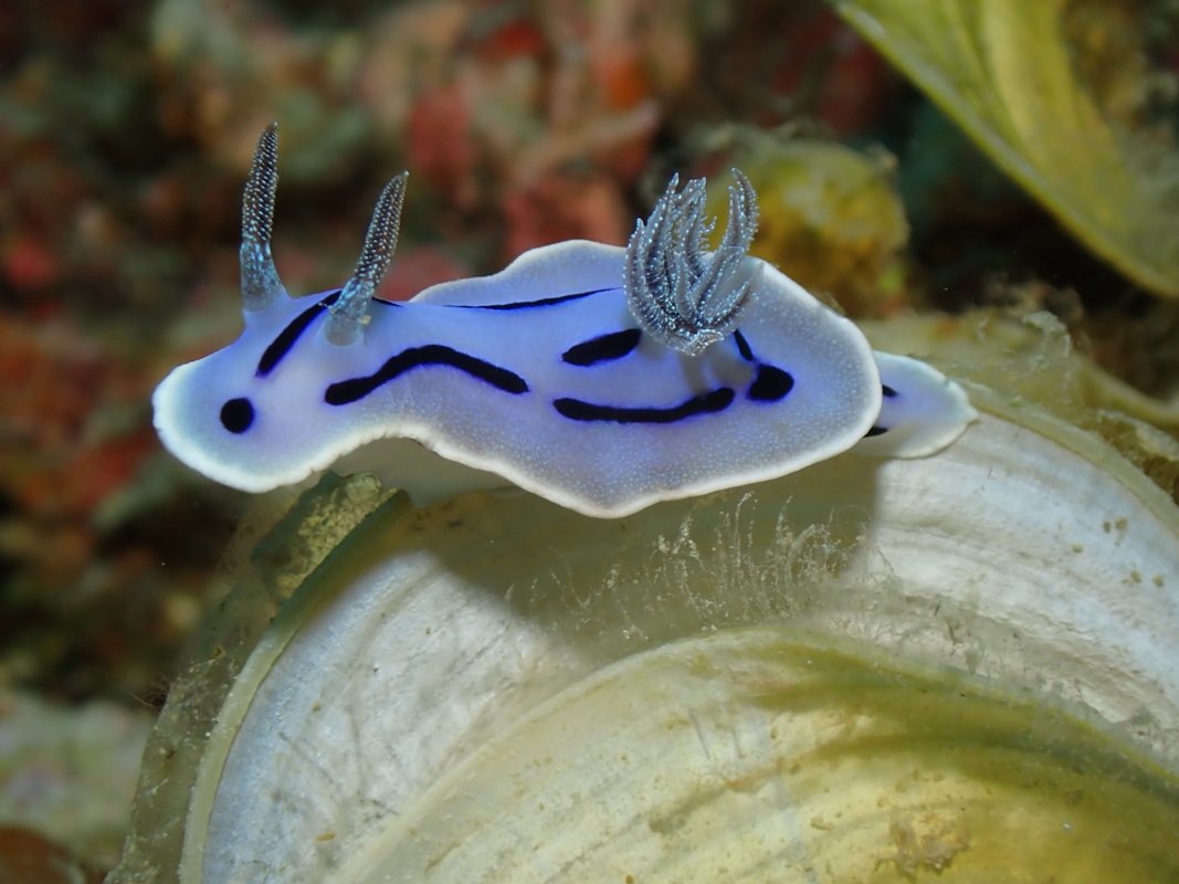 Nudibranquio en el sitio de buceo Middle Rock en Port Barton